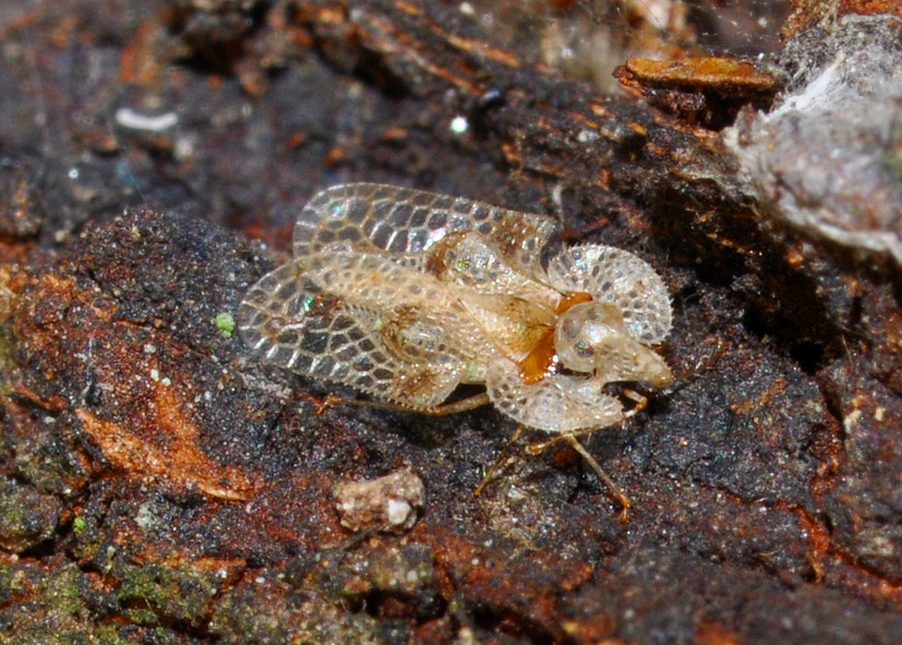 Tingide: Corythucha arcuata di Muggiano (MI)